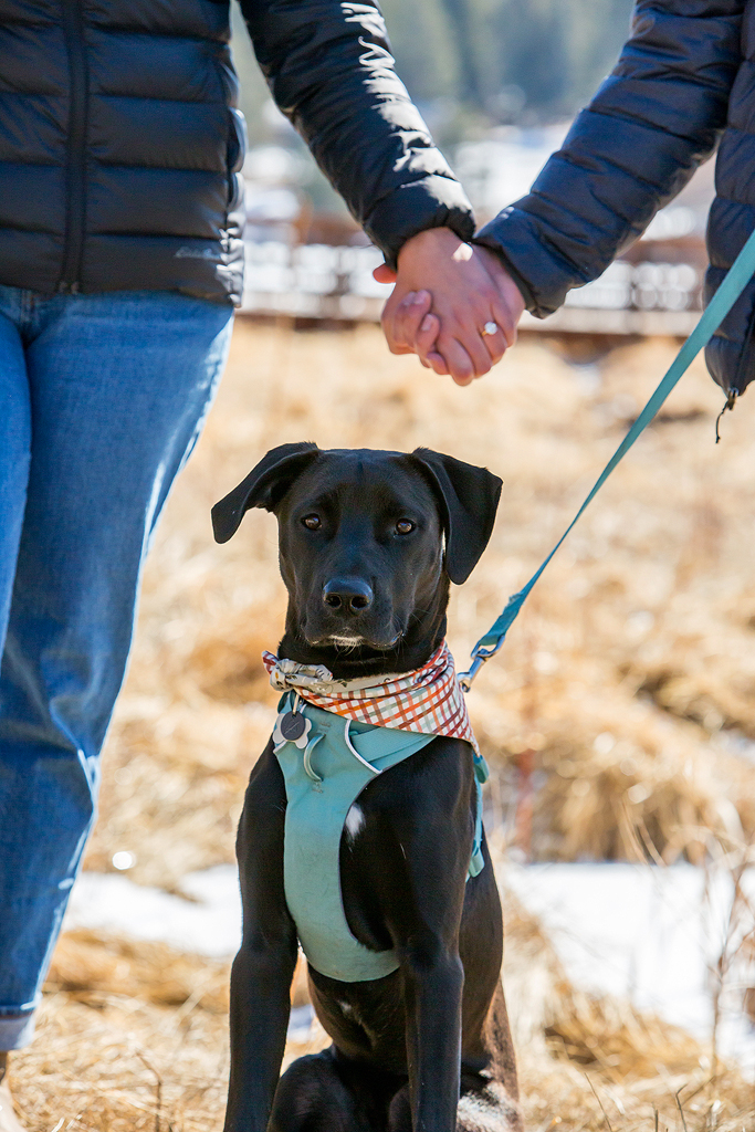 Close-up of Alissa's engagement ring and their new puppy in Colorado.